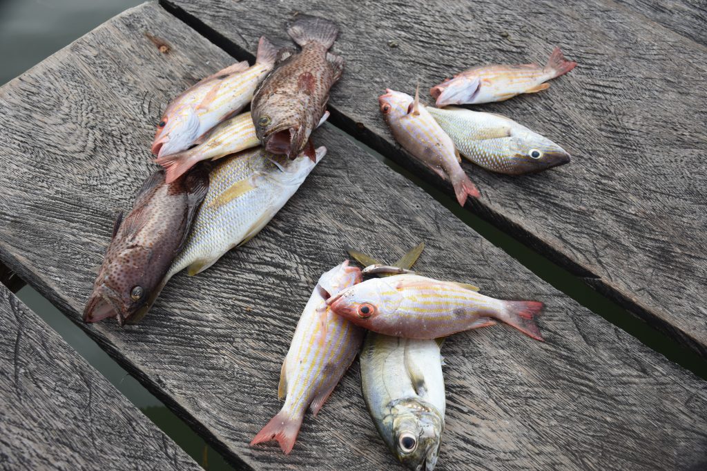Ausbeute vom Fischen in Bocas del Toro
