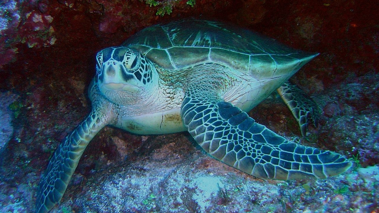 Schildkröte beim Schnorcheln auf der Isla Coiba