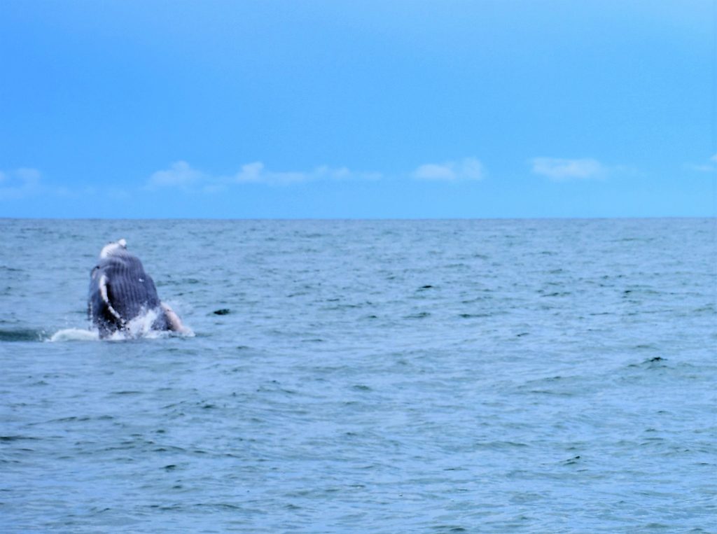 Whale Watching in Uvita