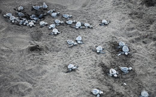 Turtles Playa Ostinal