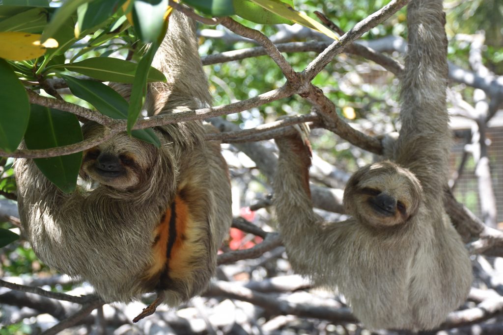 happy sloth couple