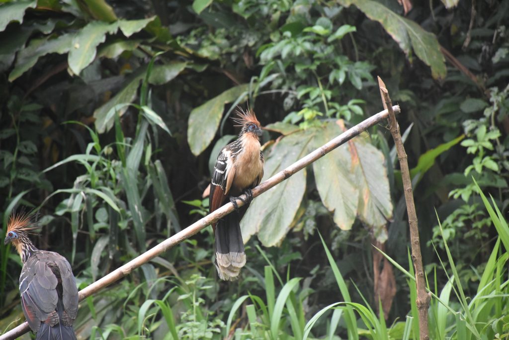 Vogel Parque Nacional Manu