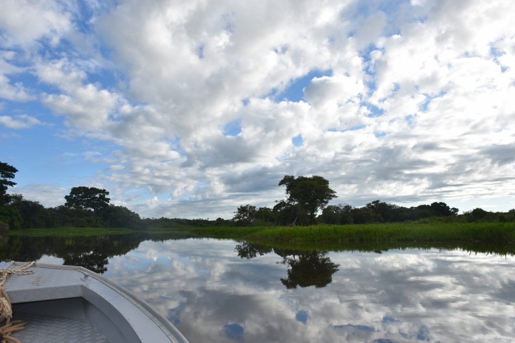 Pantanal Nature