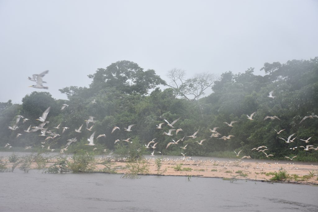 Vögel Pantanal