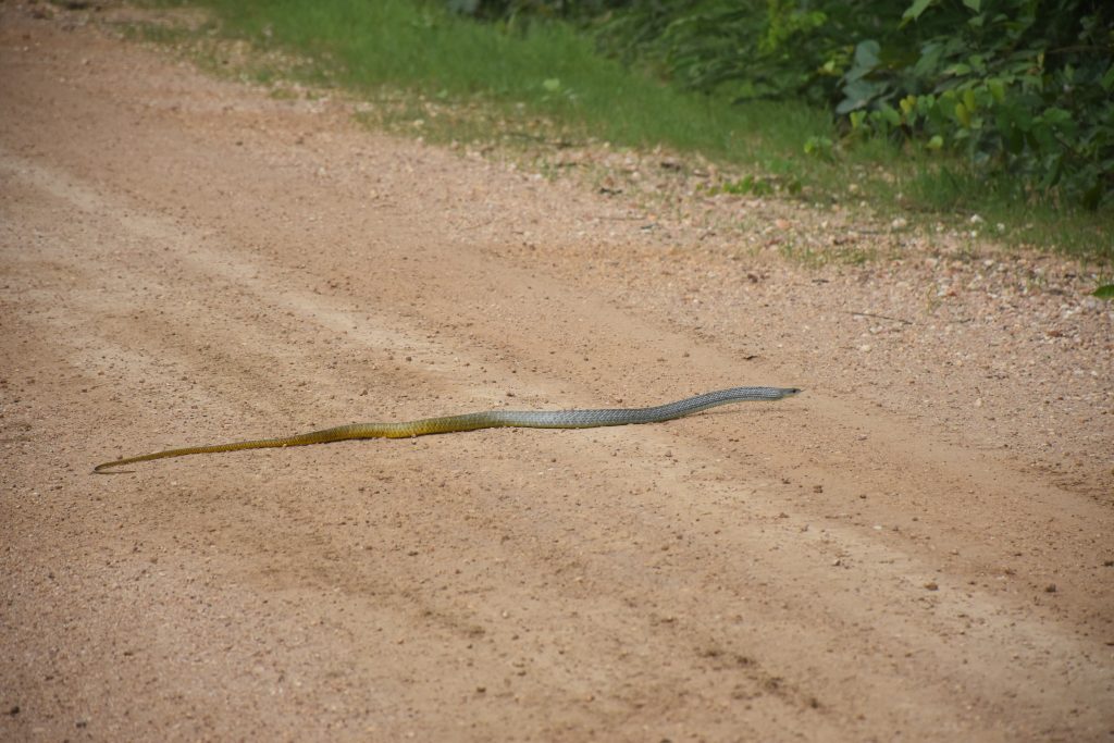 whip snake