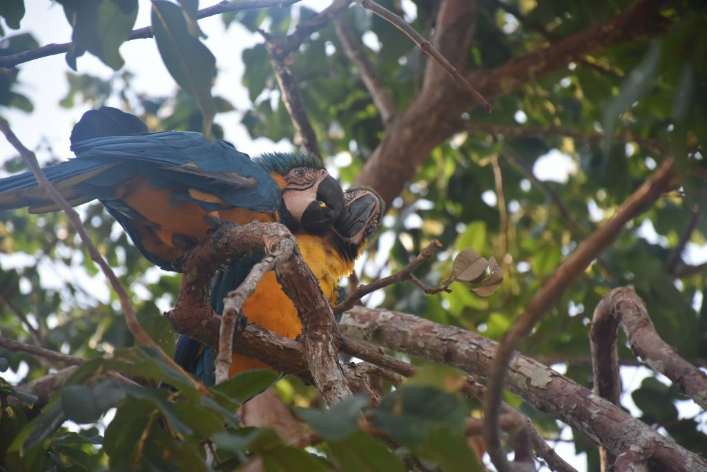 Amazonas Tour Papageien schnäbeln