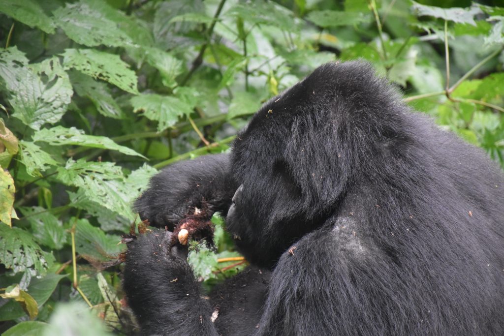 Gorilla isst Wurzel
