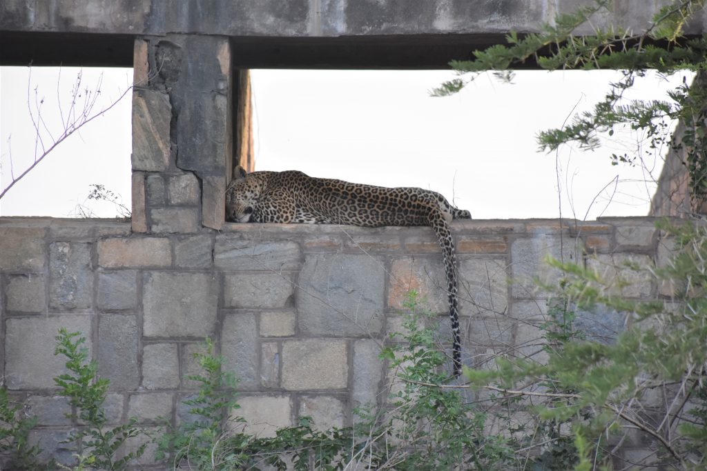 Leopard döst