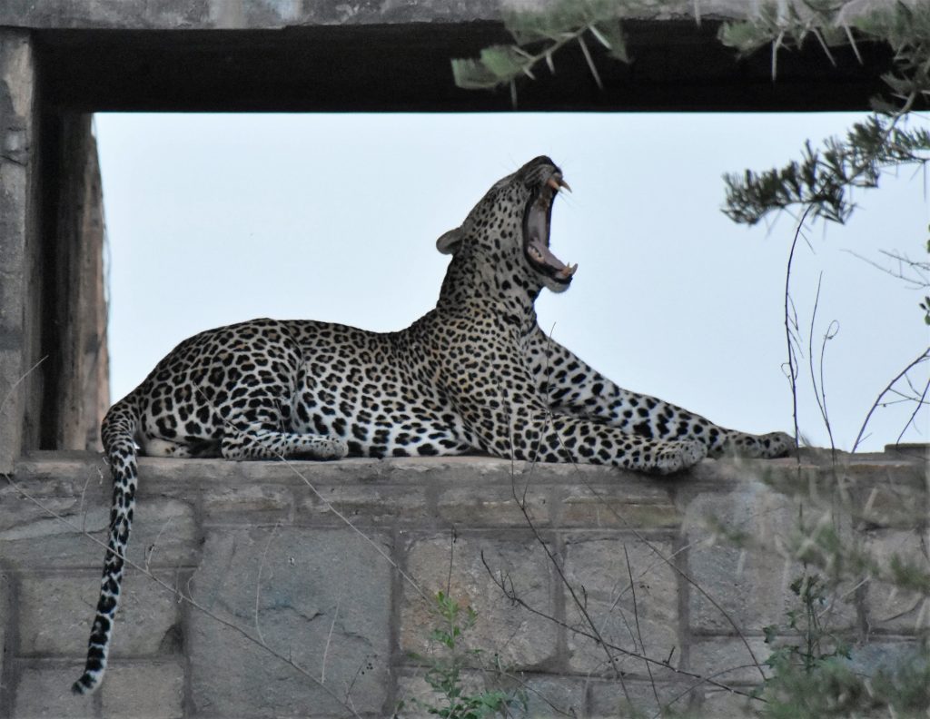 Leopard gähnt
