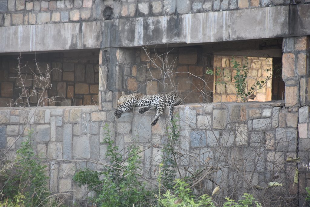 Leopard im Fensterbogen