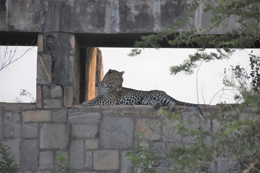 neugieriger Leopard