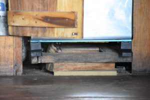 Opossum auf Weltreise: Scheu lugt es unter dem Ofen vor