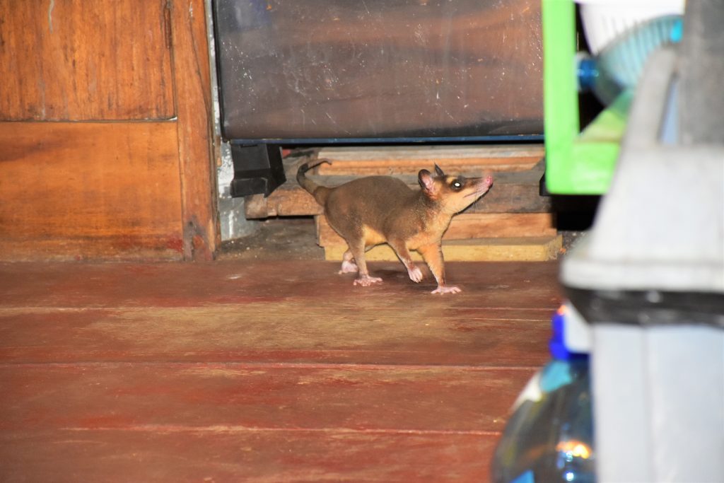 Weltreise: Das Opossum wagt sich langsam vor