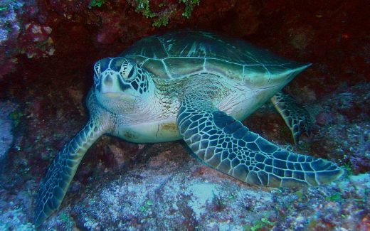 Schildkröte beim Schnorcheln auf der Isla Coiba