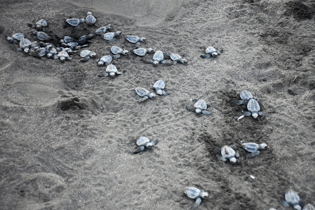 Turtles Playa Ostinal