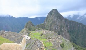 Lama blickt auf Machu Picchu