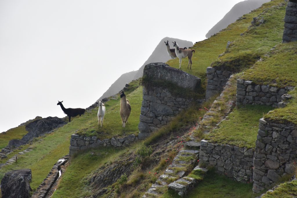 Lamas auf Terrassen