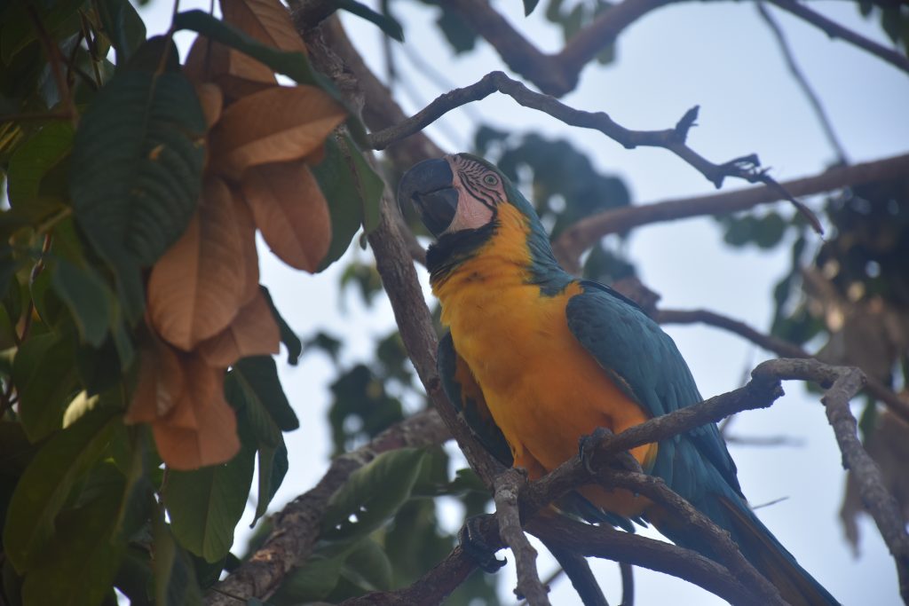 Amazonas Tour Papagei