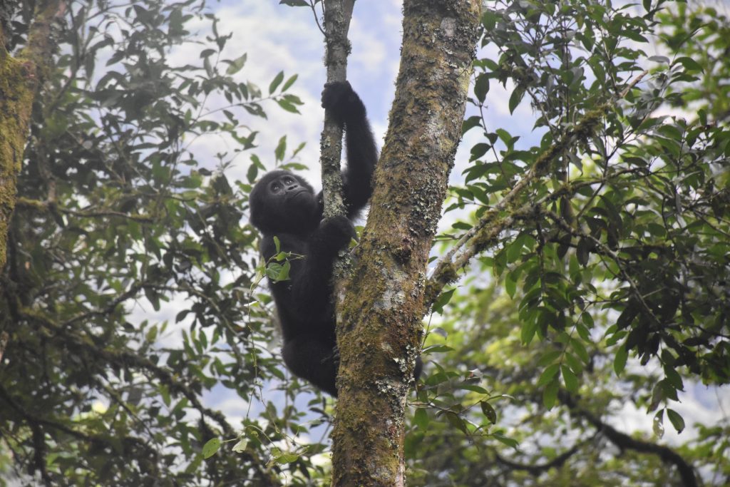 Gorilla Trekking Uganda Jungtier klettert