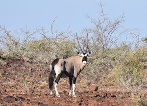 Oryx Hardap